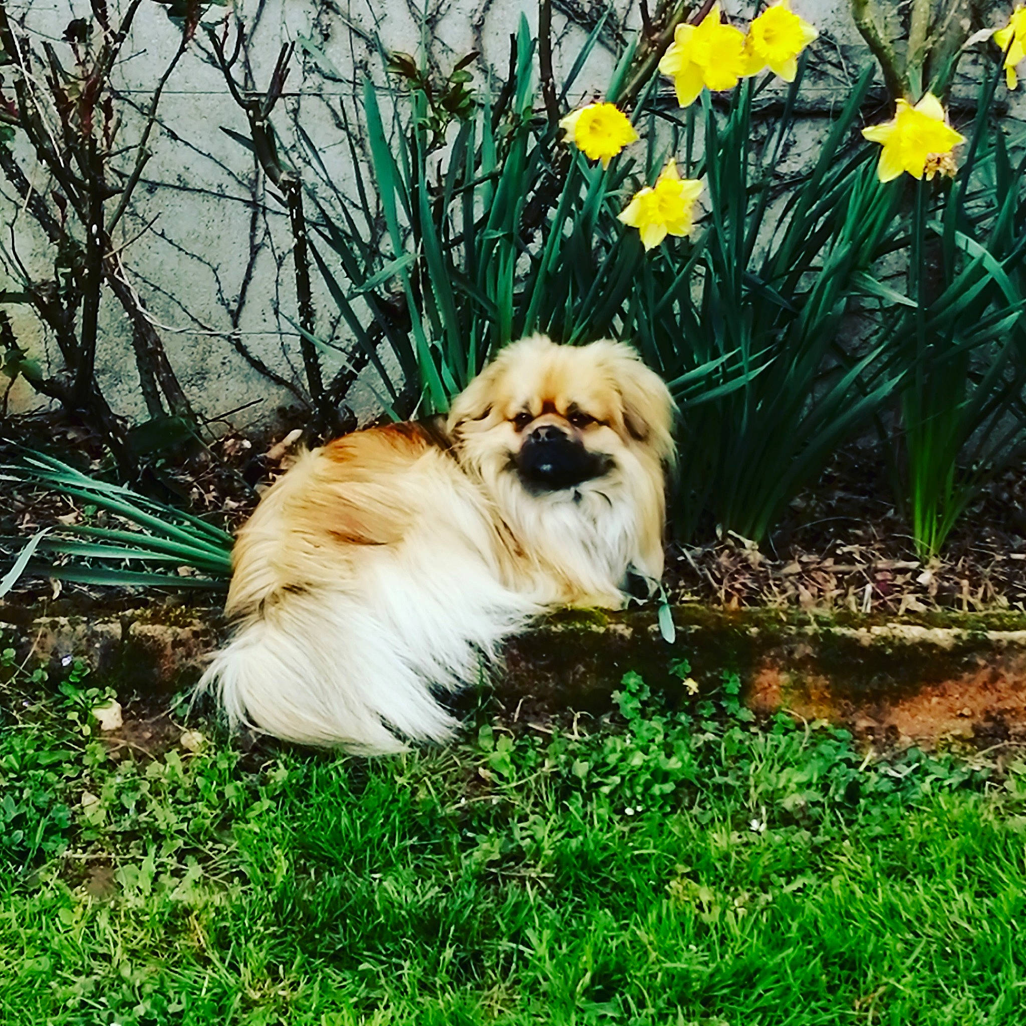 Noé participe au concours pour gagner de l'argent avec cette photo : ancient_dog_breeds, carnivore, companion_dog, dog, dog_breed, fawn, flower, fur, grass, griffon_bruxellois, japanese_chin, liver, plant, shih_tzu, sporting_group, terrestrial_animal, toy_dog, working_animal