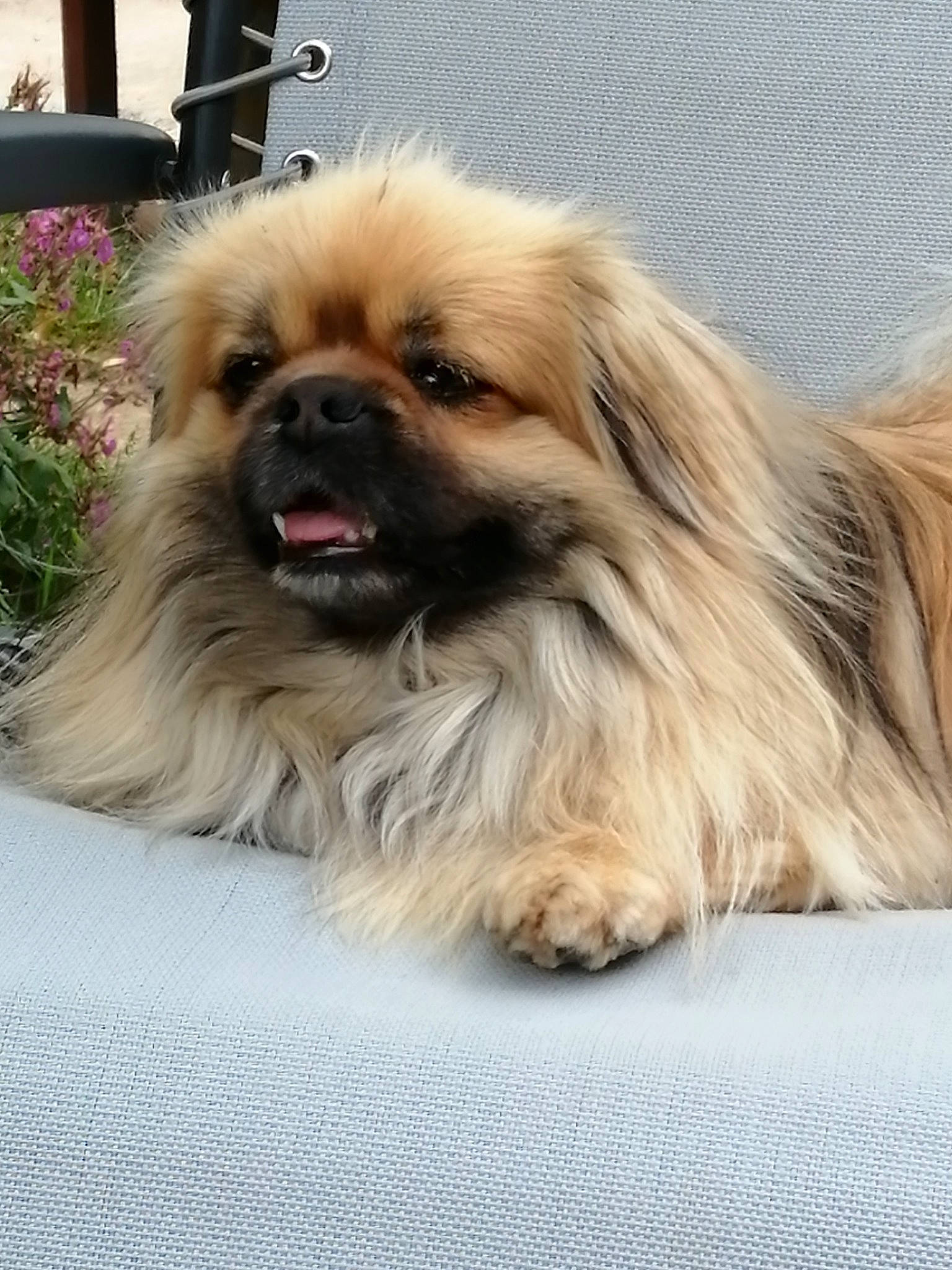 Noé participe au concours pour gagner de l'argent avec cette photo : canidae, carnivore, companion_dog, dog, dog_breed, dog_supply, fashion_accessory, fawn, fur, japanese_chin, liver, non_sporting_group, pekingese, plant, snout, sporting_group, tibetan_spaniel, toy_dog, whiskers, working_animal