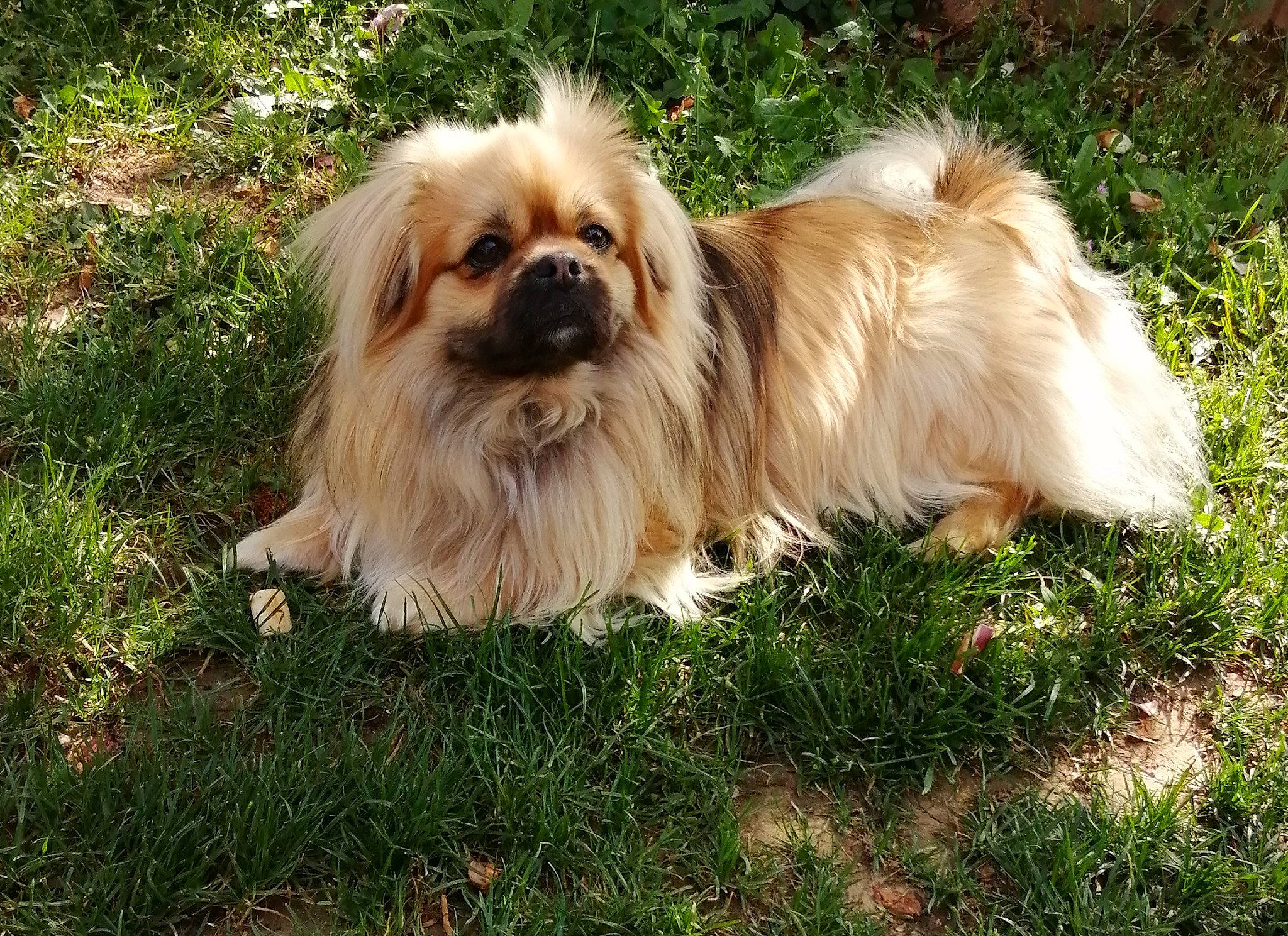 Noé a rejoint le concours — aidez-le/la à gagner de superbes lots ! canidae, carnivore, companion_dog, dog, dog_breed, fawn, fur, grass, liver, non_sporting_group, plant, puppy, shih_tzu, snout, sporting_group, terrestrial_animal, toy_dog, water_dog, wildlife, working_animal