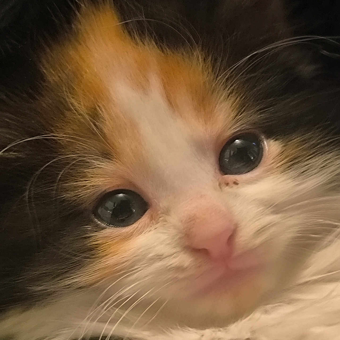 Naaurëa a rejoint le concours — aidez-le/la à gagner de superbes lots ! adorable, animal, cat, close_up, curious, cute, domestic_cat, eyes, face, feline, fluffy, fur, kitten, mammal, pet, pink_nose, portrait, soft, whiskers, young