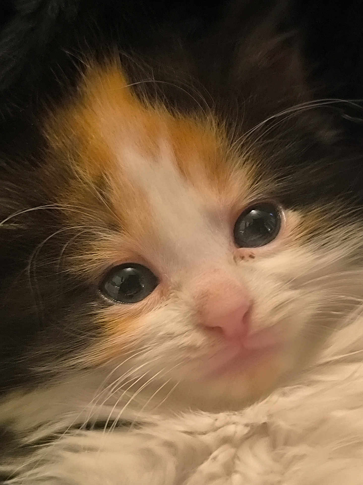 Naaurëa a rejoint le concours — aidez-le/la à gagner de superbes lots ! adorable, animal, cat, close_up, curious, cute, domestic_cat, eyes, face, feline, fluffy, fur, kitten, mammal, pet, pink_nose, portrait, soft, whiskers, young