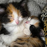 Naaurëa a rejoint le concours — aidez-le/la à gagner de superbes lots ! animal, calico, cat, closeup, companionship, cozy, cute, domestic_cat, feline, fur, indoor, kitten, pets, pink_nose, resting, sleeping, snuggling, soft, whiskers, young