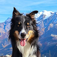 Lilo a rejoint le concours — aidez-le/la à gagner de superbes lots ! dog, border_collie, black_white_dog, tricolor, pet, canine, tongue_out, happy, smiling, portrait, outdoor, mountains, snowy_peaks, blue_sky, nature, hiking, adventure, leash, fluffy_fur, landscape