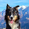 dog, border_collie, black_white_dog, tricolor, pet, canine, tongue_out, happy, smiling, portrait, outdoor, mountains, snowy_peaks, blue_sky, nature, hiking, adventure, leash, fluffy_fur, landscape