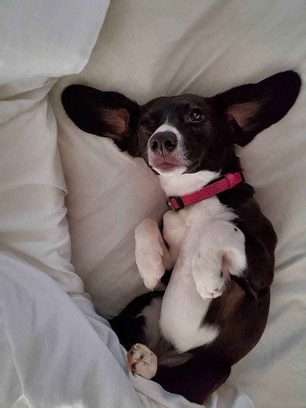 Pinky is registered to the contest to win money with this photo: canidae, cardigan_welsh_corgi, carnivore, companion_dog, corgi_chihuahua, dog, dog_breed, ear, feist, mammal, mcnab, miniature_fox_terrier, puppy, rat_terrier, snout, sporting_group, teddy_roosevelt_terrier, tenterfield_terrier, toy_dog, toy_fox_terrier