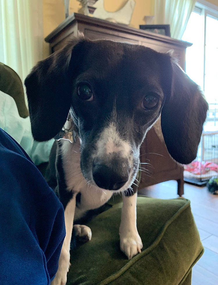 Pinky is registered to the contest to win money with this photo: beagador, brazilian_terrier, canidae, carnivore, companion_dog, dachshund, danish_swedish_farmdog, dog, dog_breed, feist, hunting_dog, mammal, pointer, puppy, rare_breed_dog, rat_terrier, snout, sporting_group, whiskers