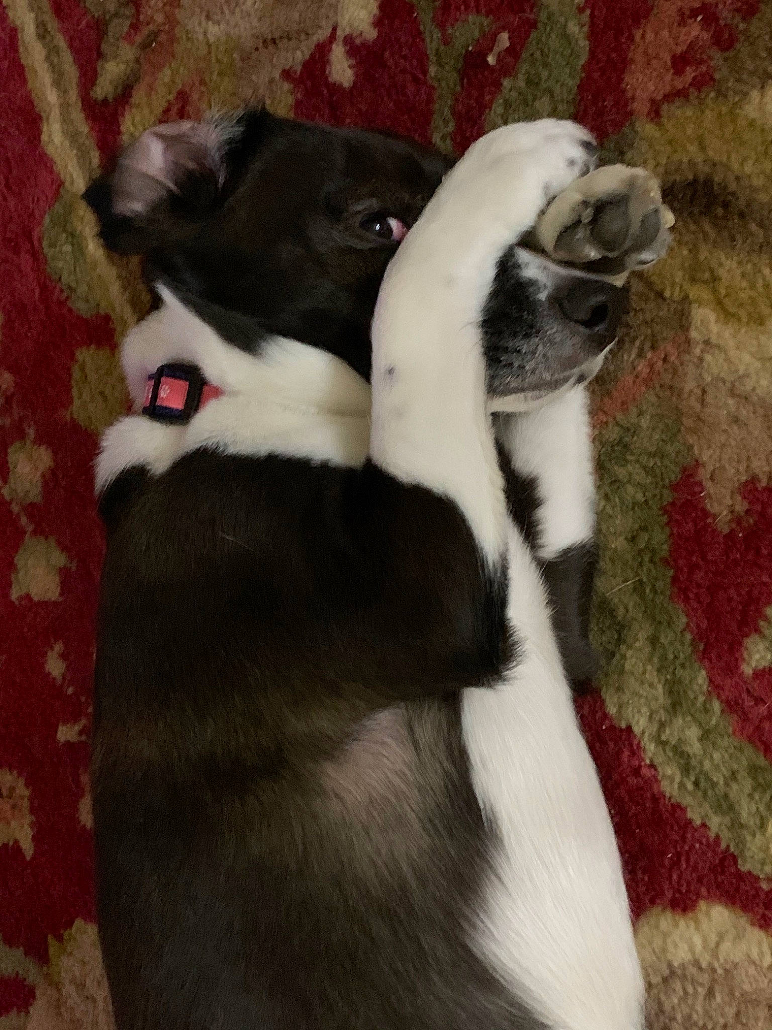 Pinky is registered to the contest to win money with this photo: boston_terrier, canidae, carnivore, companion_dog, dog, dog_breed, fawn, fur, mammal, non_sporting_group, puppy, tail