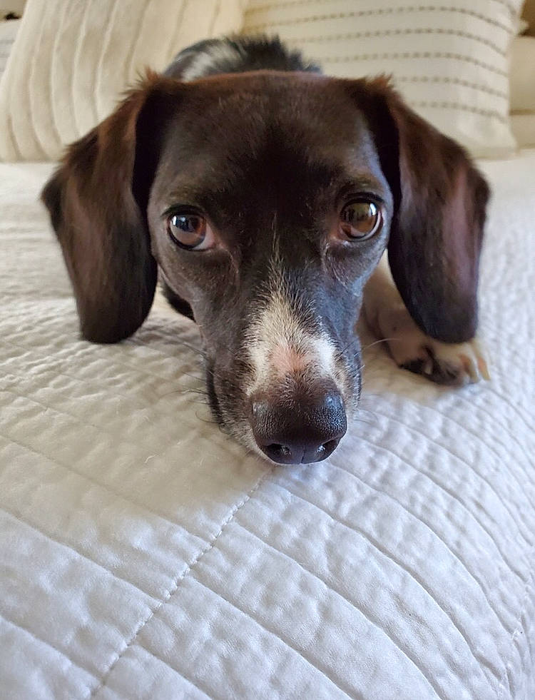 Pinky joined the competition — help win amazing prizes! beagador, braque_francais, canidae, carnivore, dachshund, dog, dog_breed, german_longhaired_pointer, german_shorthaired_pointer, hunting_dog, liver, mammal, old_danish_pointer, pointer, pointing_breed, rare_breed_dog, small_munsterlander, snout, sporting_group, vertebrate
