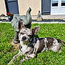 dog, grass, statue, elephant, garden, sunny, outdoor, pet, animal, relaxing, greenery, sculpture, yard, daylight, canine, nature, small_dog, playful, background, house