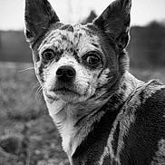 Oreo a rejoint le concours — aidez-le/la à gagner de superbes lots ! dog, close_up, portrait, black_and_white, ears, animal, outdoor, fur, face, nature, canine, pet, muzzle, whiskers, expression, looking, background_blur, alert, side_view, friendly