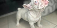 Jream is registered to the contest to win money with this photo: animal, boxer, bulldog, canine, dog, frenchbulldog, pet, pitbull, puppy, whitedog