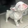 animal, boxer, bulldog, canine, dog, frenchbulldog, pet, pitbull, puppy, whitedog