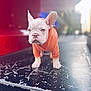 Jream is registered to the contest to win money with this photo: animal, bulldog, canine, crawling, dog, frenchbulldog, person, pet, pitbull, puppy, whitedog