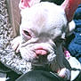 Jream joined the competition — help win amazing prizes! animal, bostonbull, boxer, bulldog, canine, dog, frenchbulldog, person, pet, pitbull, puppy, whitedog