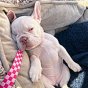 Jream joined the competition — help win amazing prizes! accessories, animal, belt, blanket, boxer, bulldog, canine, couch, dog, formalwear, frenchbulldog, furniture, person, pet, pitbull, puppy, quilt, sleeping, whitedog