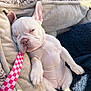 accessories, animal, belt, blanket, boxer, bulldog, canine, couch, dog, formalwear, frenchbulldog, furniture, person, pet, pitbull, puppy, quilt, sleeping, whitedog