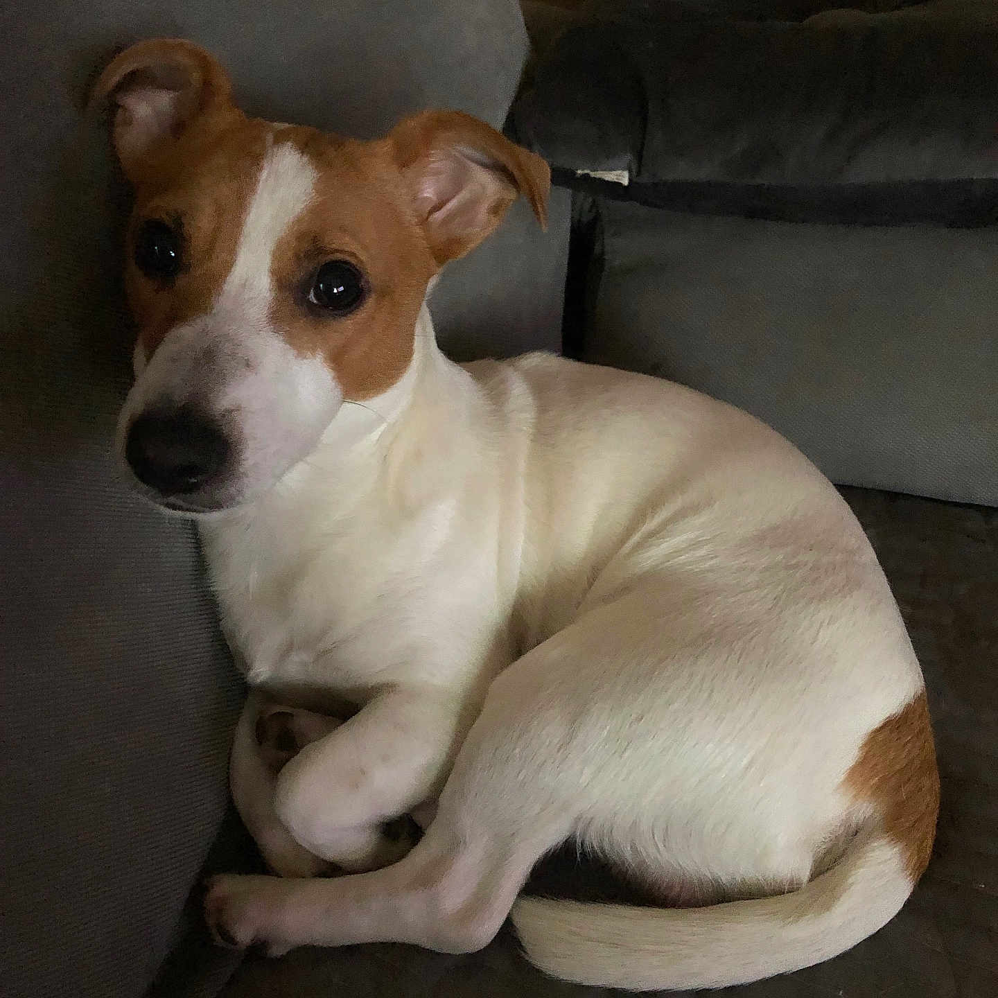 Ubby participe au concours pour gagner de l'argent avec cette photo : animal, brown_and_white, canine, companion, couch, cozy, curled_up, cute, dog, domestic_animal, ears_up, friendly, fur, indoor, looking_at_camera, pet, quiet, relaxed, resting, small_dog