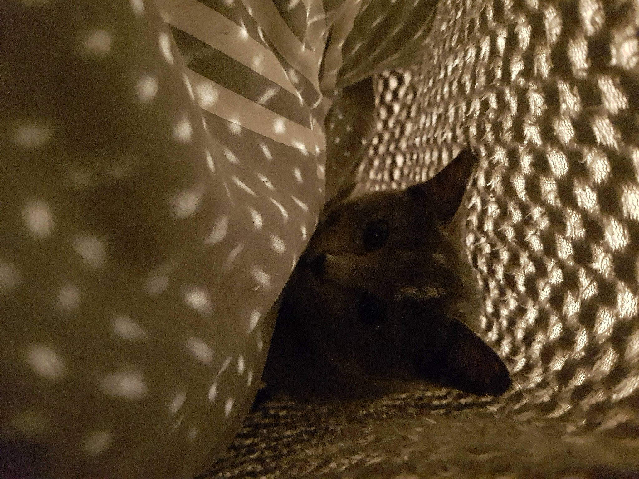 Moana participe au concours pour gagner de l'argent avec cette photo : black_and_white, cat, close_up, fawn, felidae, kitten, organism, room, small_to_medium_sized_cats, snout, whiskers, wildlife