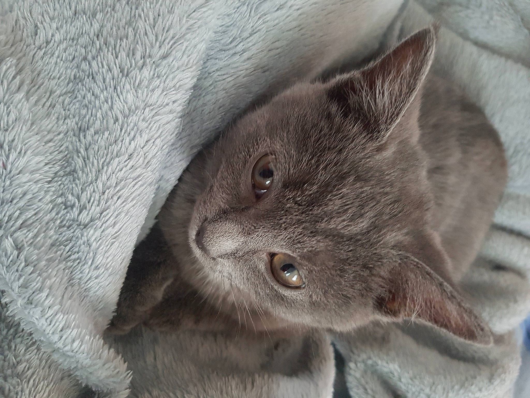 Moana participe au concours pour gagner de l'argent avec cette photo : british_longhair, british_semi_longhair, british_shorthair, carnivore, cat, chartreux, domestic_short_haired_cat, eye, fawn, felidae, fur, kitten, korat, mammal, nebelung, russian_blue, small_to_medium_sized_cats, snout, whiskers