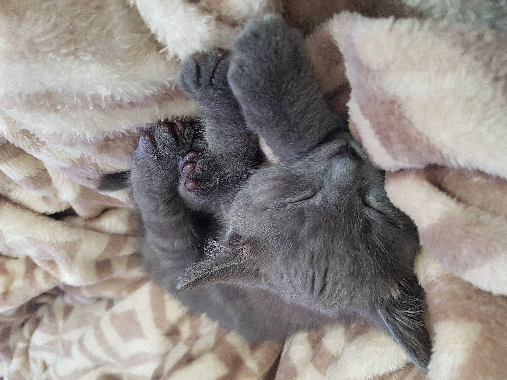 Moana participe au concours pour gagner de l'argent avec cette photo : british_shorthair, cat, claw, fawn, felidae, fur, fur_clothing, kitten, paw, polydactyl_cat, russian_blue, small_to_medium_sized_cats, tail