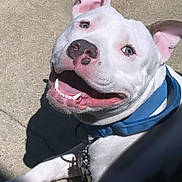 Koa is registered to the contest to win money with this photo: accessories, animal, bodypart, boxer, bulldog, canine, dog, face, frenchbulldog, head, jewelry, necklace, person, pet, photography, pitbull, portrait, puppy, snout, whitedog