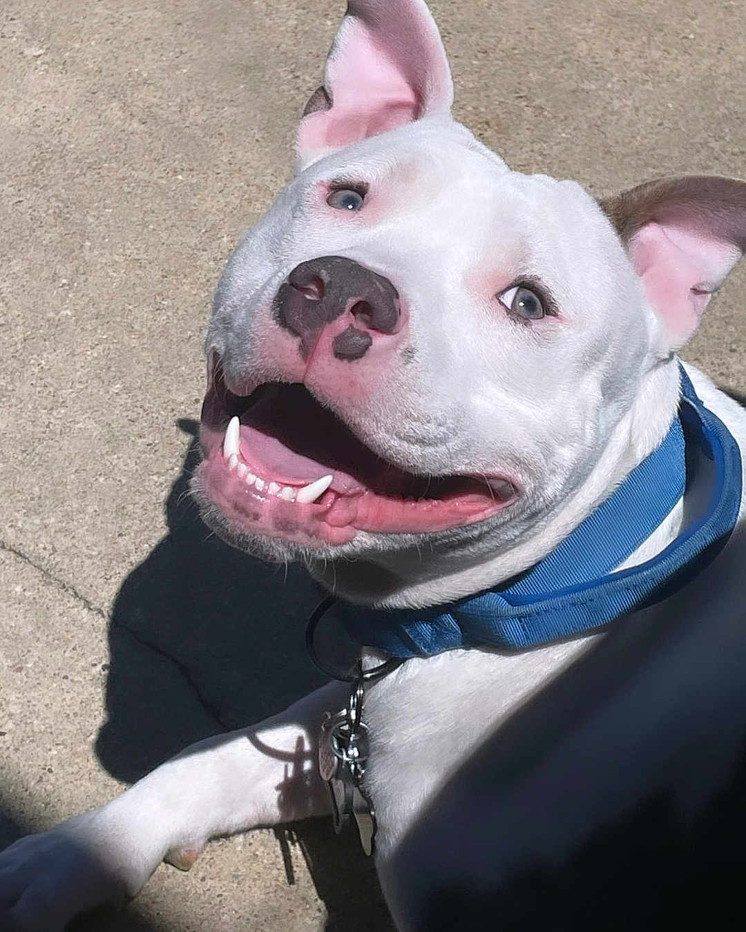 Koa is registered to the contest to win money with this photo: accessories, animal, bodypart, boxer, bulldog, canine, dog, face, frenchbulldog, head, jewelry, necklace, person, pet, photography, pitbull, portrait, puppy, snout, whitedog