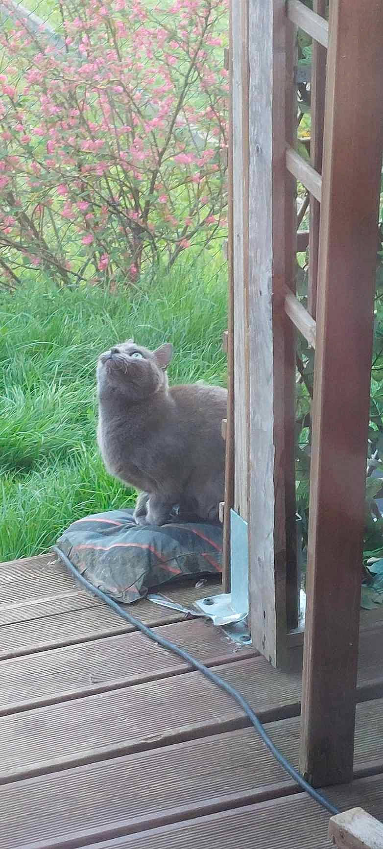 Tennessee participe au concours pour gagner de l'argent avec cette photo : carnivore, cat, domestic_short_haired_cat, felidae, fur, garden, grass, grey, groundcover, hardwood, outdoor_furniture, plant, sitting, small_to_medium_sized_cats, tail, tree, trunk, whiskers, window, wood