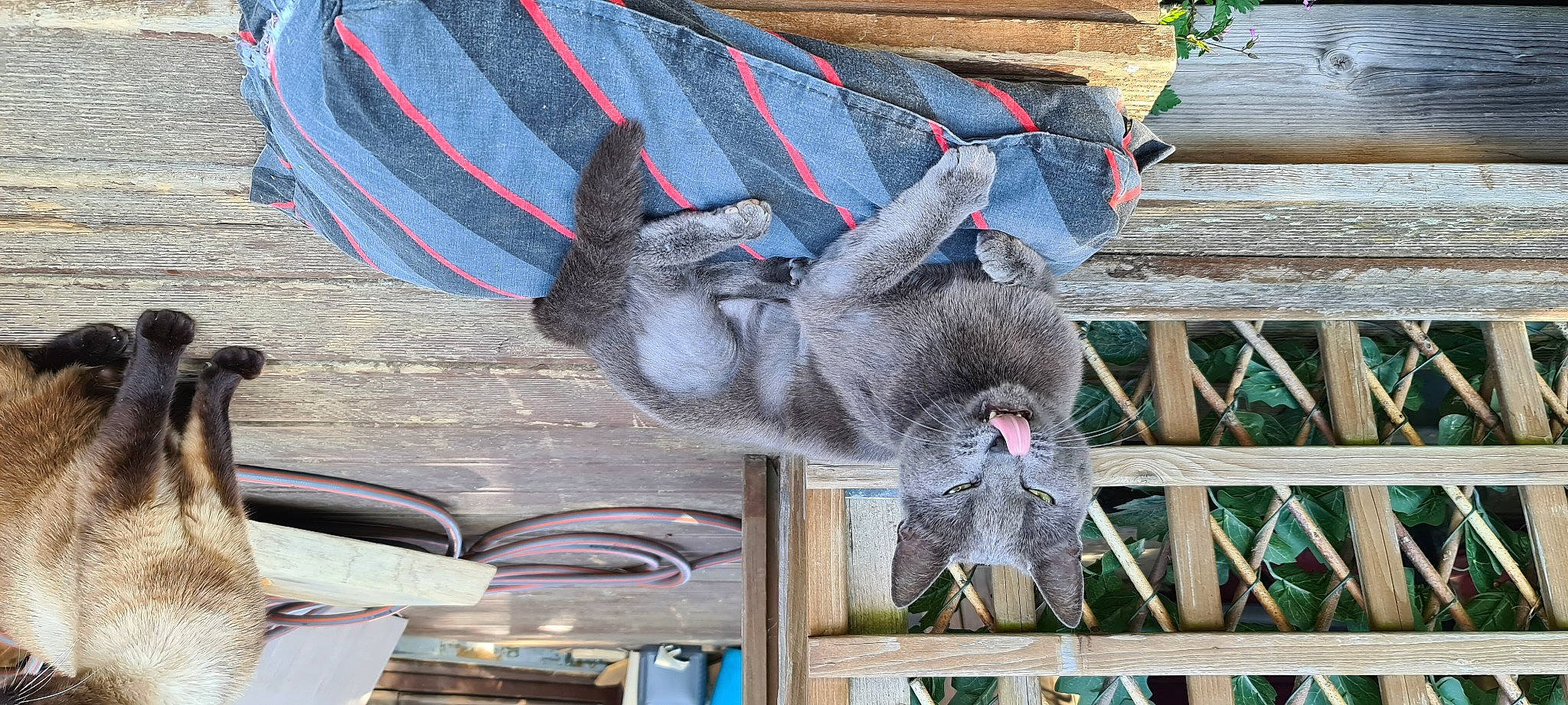 Tennessee a rejoint le concours — aidez-le/la à gagner de superbes lots ! african_grey, carmine, electric_blue, fur, natural_material, tail, walking_shoe, wood