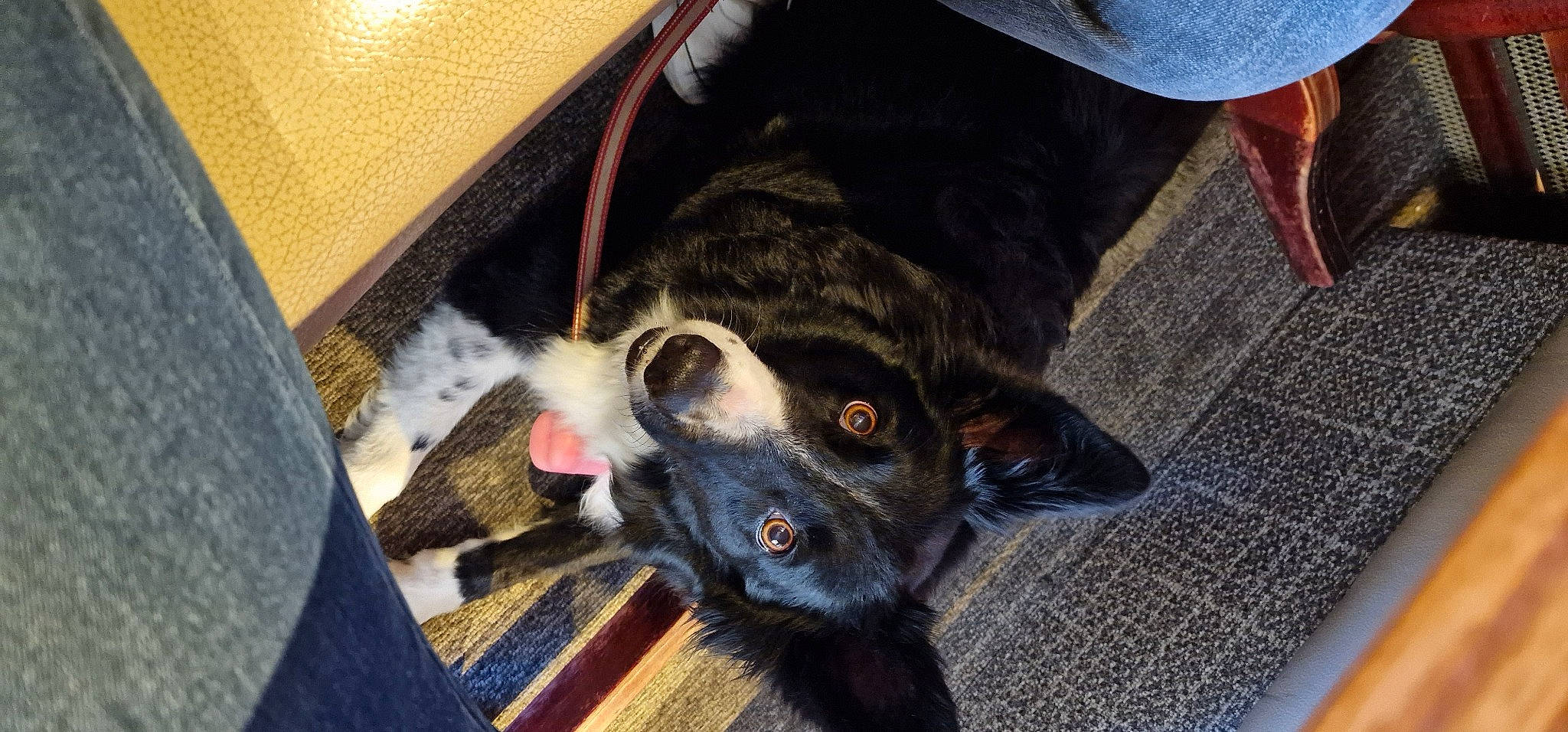 Keyza a rejoint le concours — aidez-le/la à gagner de superbes lots ! canidae, carnivore, companion_dog, dog, dog_breed, ear, fawn, flooring, fur, guard_dog, non_sporting_group, paw, puppy, snout, sporting_group, whiskers, working_animal