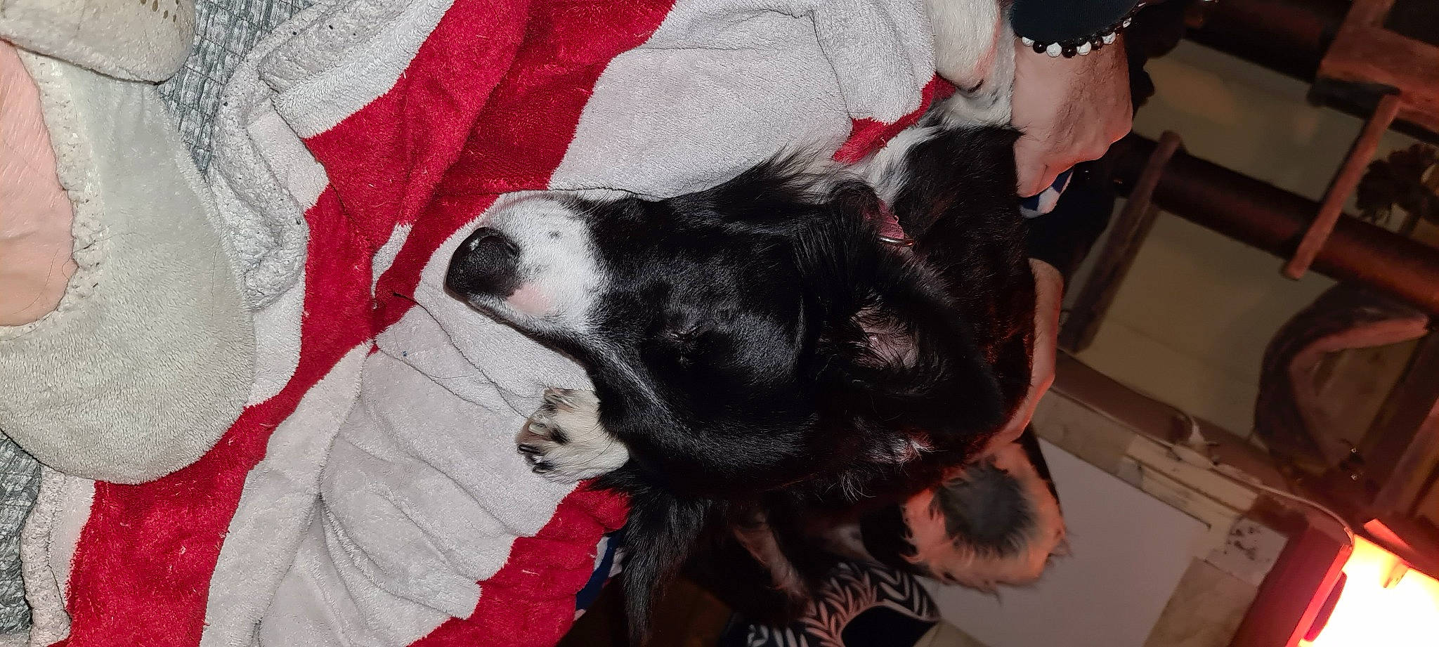 Keyza a rejoint le concours — aidez-le/la à gagner de superbes lots ! art, canidae, carmine, carnivore, claw, comfort, companion_dog, dog, dog_breed, event, fur, gesture, non_sporting_group, pattern, red, snout, sporting_group, tail, tradition, working_animal