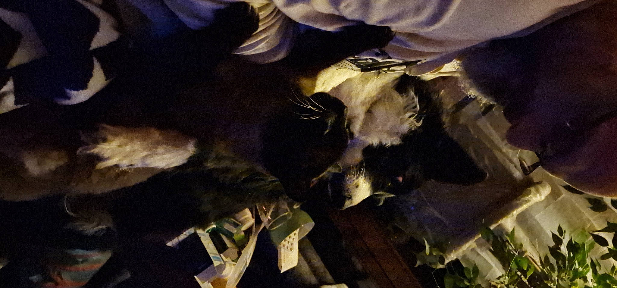 Keyza participe au concours pour gagner de l'argent avec cette photo : cg_artwork, darkness, fur, landscape, rock, shadow, sky, tree, wing, wood