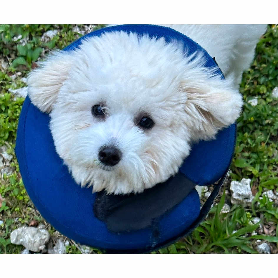 Biscuit joined the competition — help win amazing prizes! canidae, carnivore, circle, collar, companion_dog, dog, dog_breed, dog_supply, electric_blue, font, grass, maltepoo, non_sporting_group, pattern, pet_supply, plant, poodle, sporting_group, toy, toy_dog