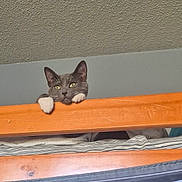 Hiccup joined the competition — help win amazing prizes! animal, bunk_bed, cat, ceiling, cozy, curious, cute, feline, gray_cat, head, home, indoor, looking, paws, peeking, pet, resting, striped_bed_sheets, white_paws, wooden_railing