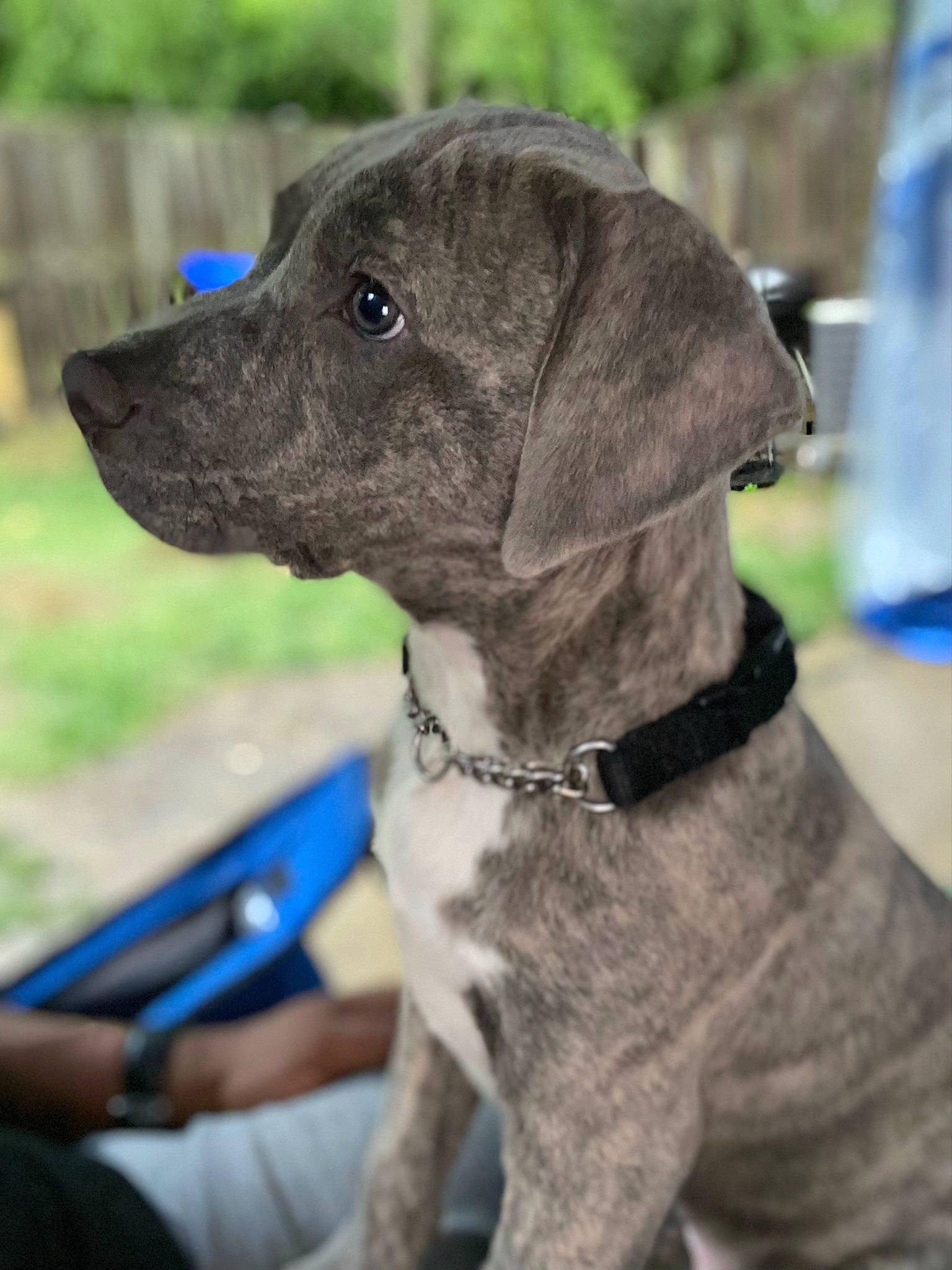 Dorian joined the competition — help win amazing prizes! borador, carnivore, chair, collar, companion_dog, dog, dog_breed, dog_collar, dog_supply, fashion_accessory, fawn, gun_dog, leash, liver, personal_protective_equipment, pet_supply, plant, sporting_group, tail, working_animal