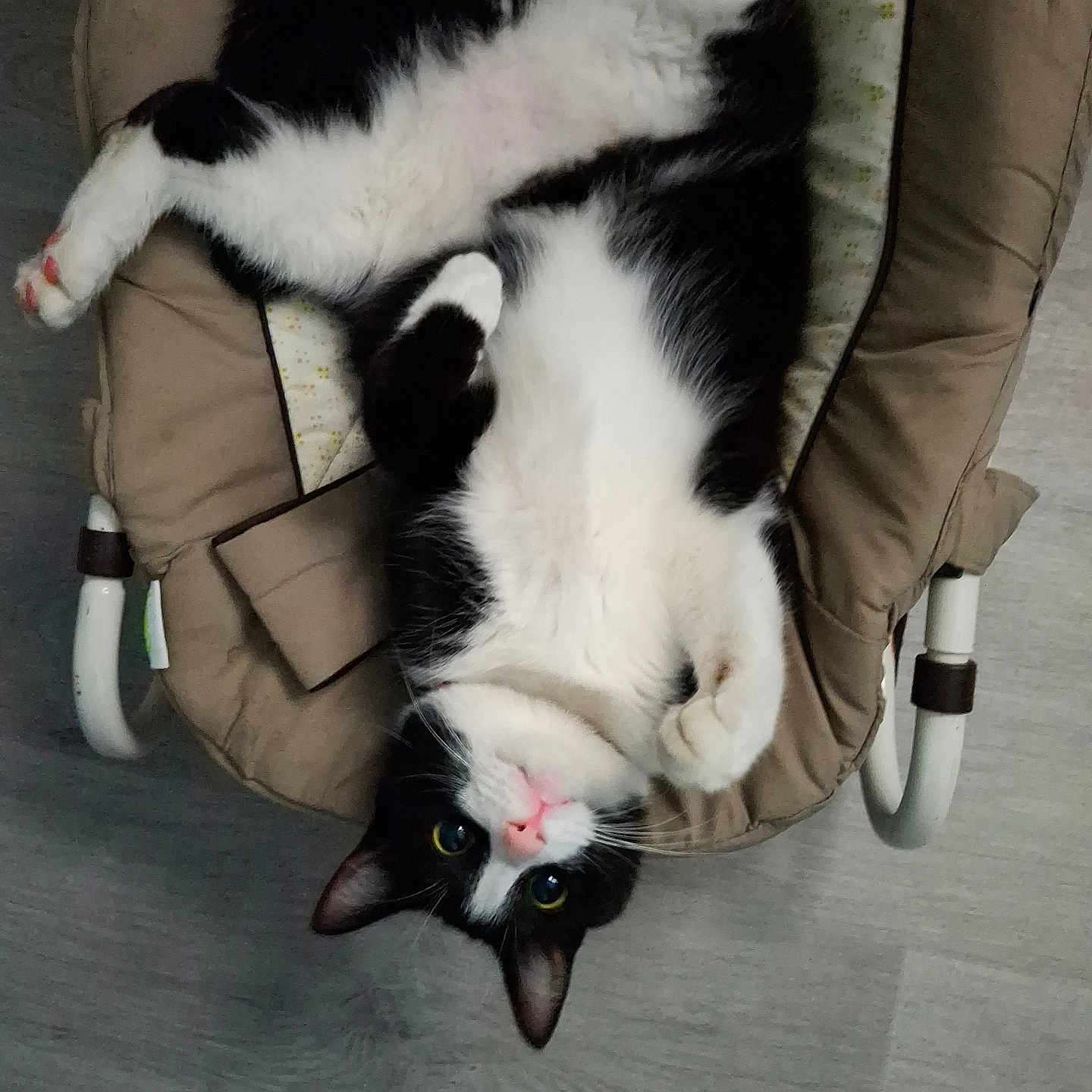 Abou a rejoint le concours — aidez-le/la à gagner de superbes lots ! animal, black_and_white, cat, cozy, curious, cushion, cute, domestic, ears, feline, floor, fur, indoor, paws, pet, pink_nose, relaxed, seat, upside_down, whiskers