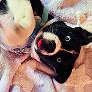 Molly joined the competition — help win amazing prizes! puppy, dog, black_and_white, tongue_out, paw, blanket, star_pattern, soft_texture, cute, playful, pet, animal, fur, collar, indoor, close_up, lying_down, young_dog, whiskers, expressive_eyes