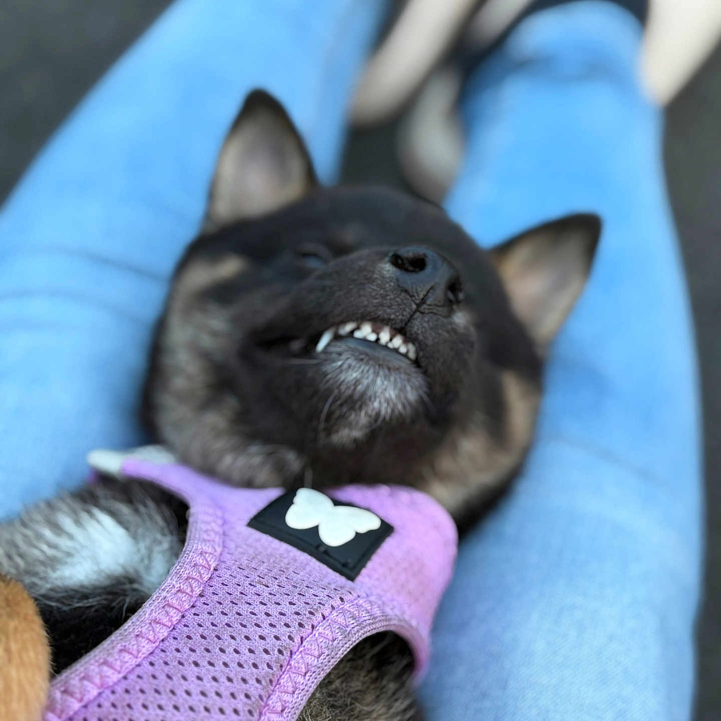Alpha participe au concours pour gagner de l'argent avec cette photo : animal, black_nose, blue_jeans, butterfly_patch, canine, closeup, cute, dog, fur, lap, outdoor, pet, portrait, puppy, purple_harness, relaxed, resting, shoes, sitting, teeth