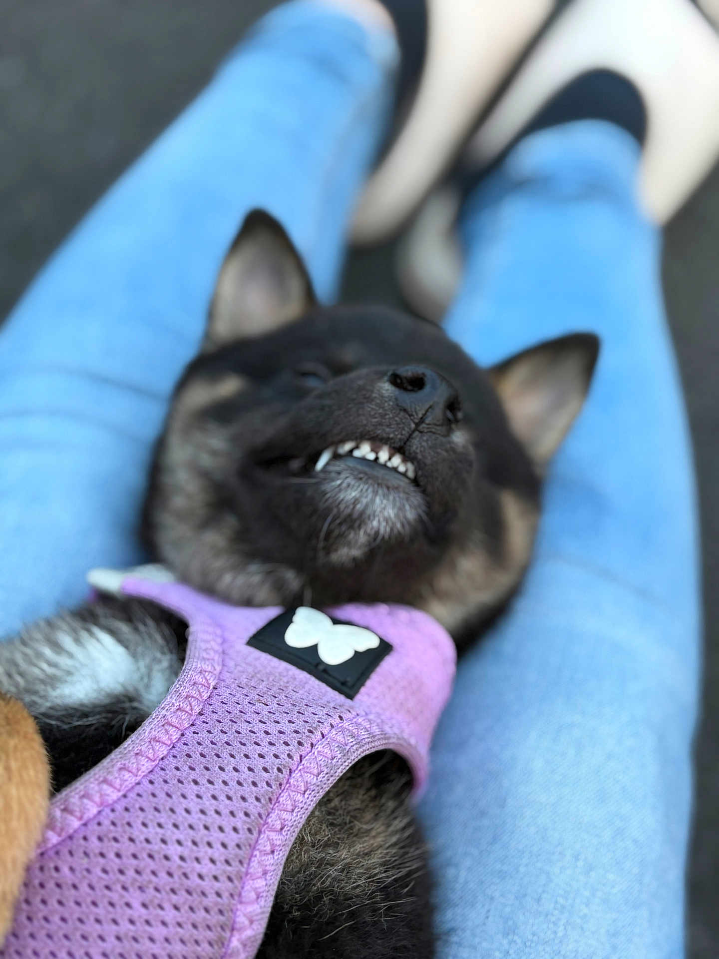 Alpha