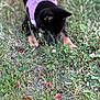 dog, black_dog, purple_harness, grass, greenery, outdoor, nature, plants, flowers, sniffing, pet, canine, animal, fur, closeup, ground, leaves, summer, daylight, curious