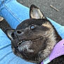 Alpha participe au concours pour gagner de l'argent avec cette photo : dog, pet, close_up, black_fur, purple_harness, jeans, lap, outdoor, asphalt, relaxed, animal, canine, whiskers, teeth, snout, ear, fur_texture, casual, resting, companion