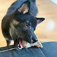 Alpha a rejoint le concours — aidez-le/la à gagner de superbes lots ! dog, black_dog, pet, animal, bone, chew_toy, indoor, floor, playful, canine, fur, mouth, teeth, tongue, ears, close_up, domestic_animal, looking, bite, resting_surface