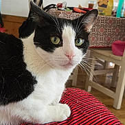 Reglisse a rejoint le concours — aidez-le/la à gagner de superbes lots ! cat, black_and_white, indoor, feline, striped_fabric, table, chair, household_items, curious, pet, domestic, fur, whiskers, nose, eyes, background, home, relaxed, seated, closeup