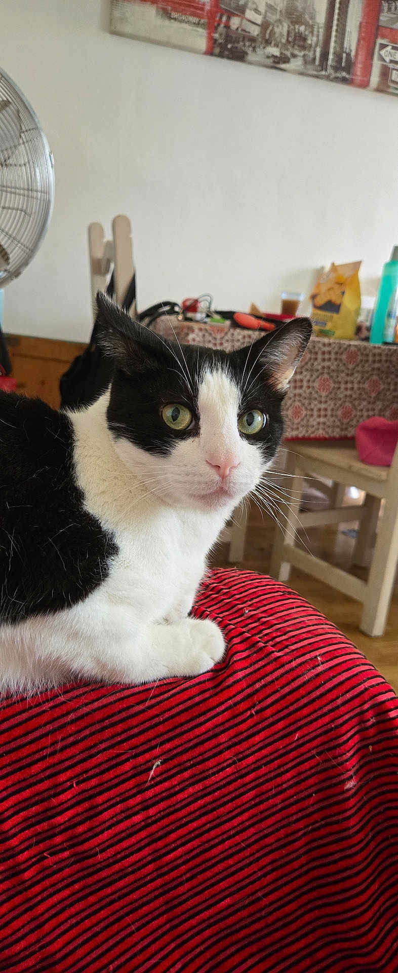 Reglisse a rejoint le concours — aidez-le/la à gagner de superbes lots ! cat, black_and_white, indoor, feline, striped_fabric, table, chair, household_items, curious, pet, domestic, fur, whiskers, nose, eyes, background, home, relaxed, seated, closeup