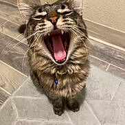 Frito Bandito joined the competition — help win amazing prizes! cat, tabby, yawning, pet, animal, indoor, fur, whiskers, collar, blue_bell, mouth_open, tongue, teeth, floor, tile_floor, hexagonal_tiles, wall, cute, feline, domestic_cat