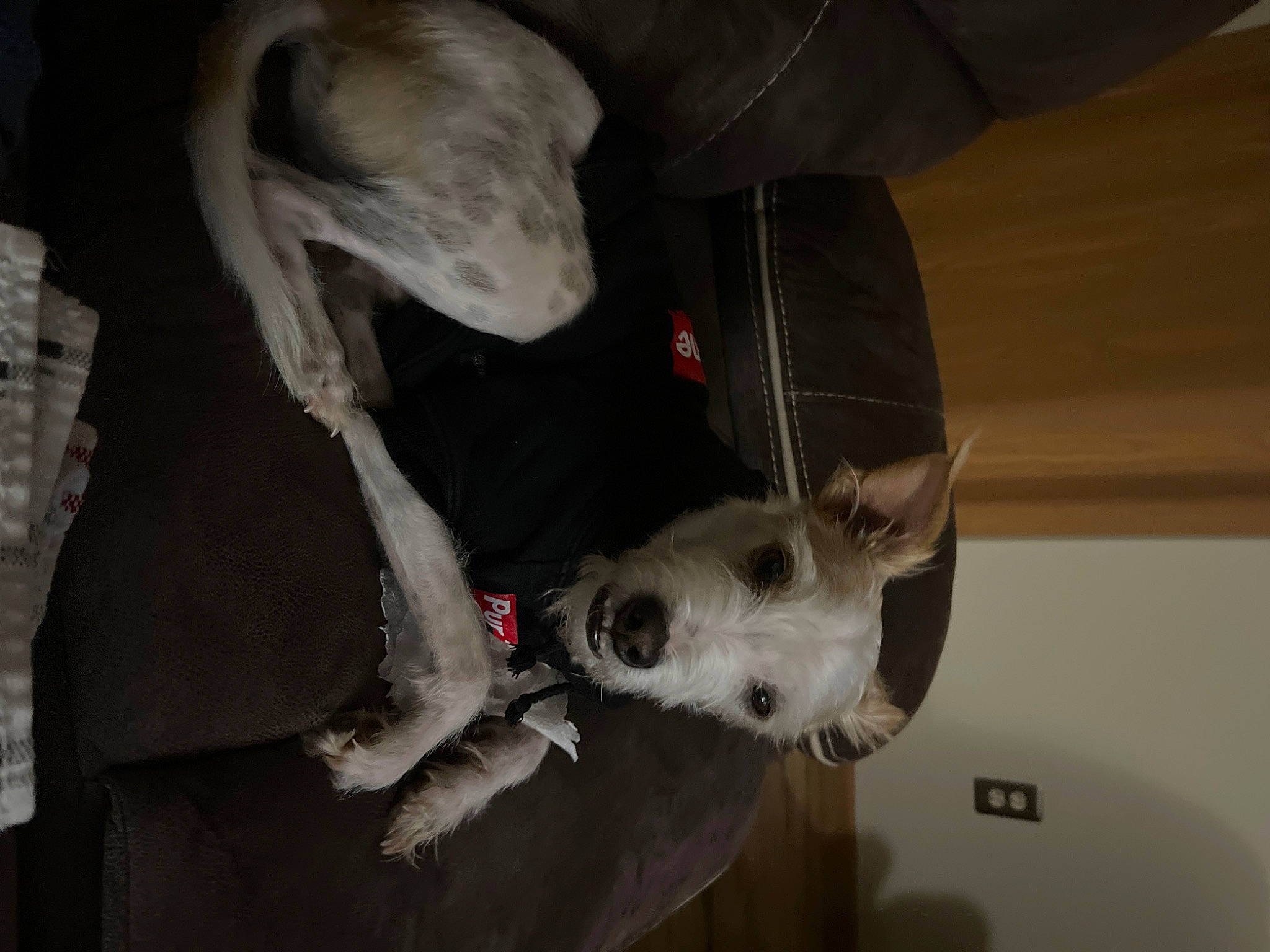 Max joined the competition — help win amazing prizes! canidae, carnivore, companion_dog, dog, dog_breed, fawn, fur, non_sporting_group, paw, snout, sporting_group, tail, whiskers, working_animal