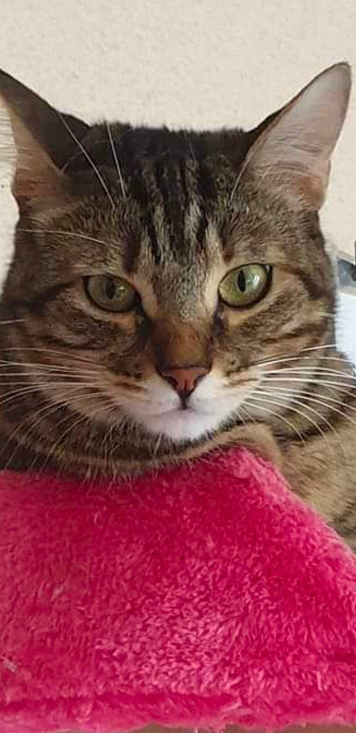 Spooky participe au concours pour gagner de l'argent avec cette photo : carnivore, cat, domestic_short_haired_cat, felidae, fur, paw, small_to_medium_sized_cats, snout, terrestrial_animal, whiskers, wildlife, window