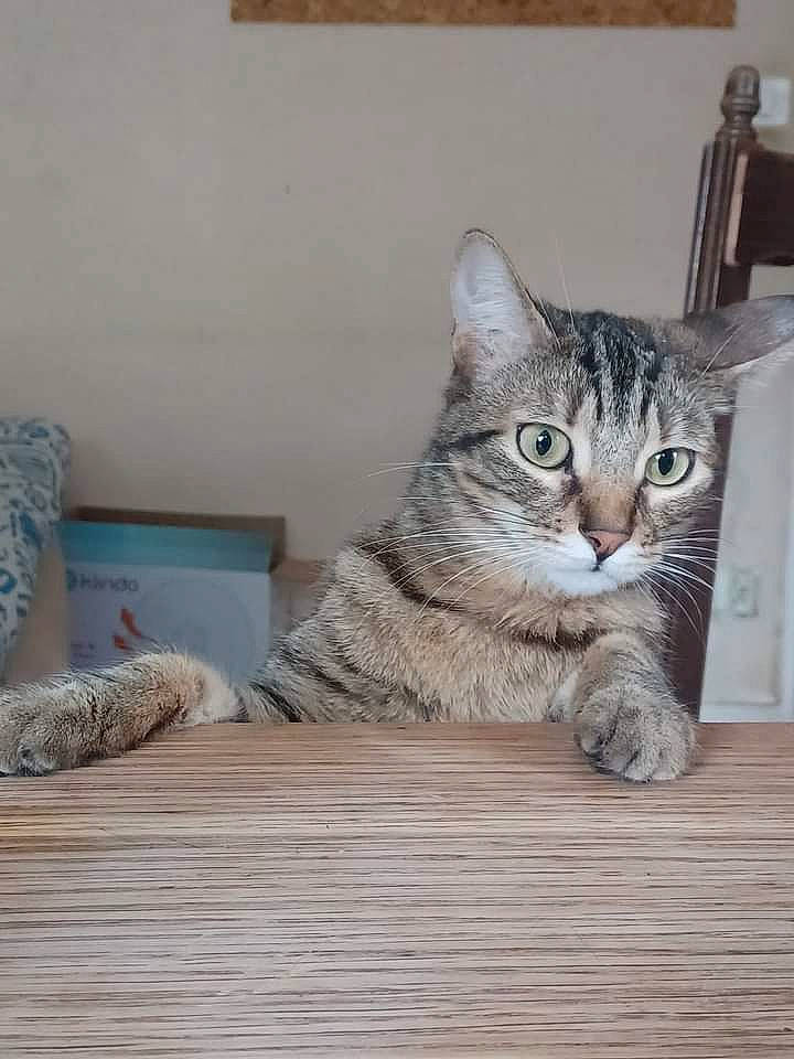 Spooky a rejoint le concours — aidez-le/la à gagner de superbes lots ! carnivore, cat, comfort, domestic_short_haired_cat, door, felidae, flooring, fur, grey, hardwood, paw, sitting, small_to_medium_sized_cats, snout, tail, whiskers, window, wood, wood_flooring