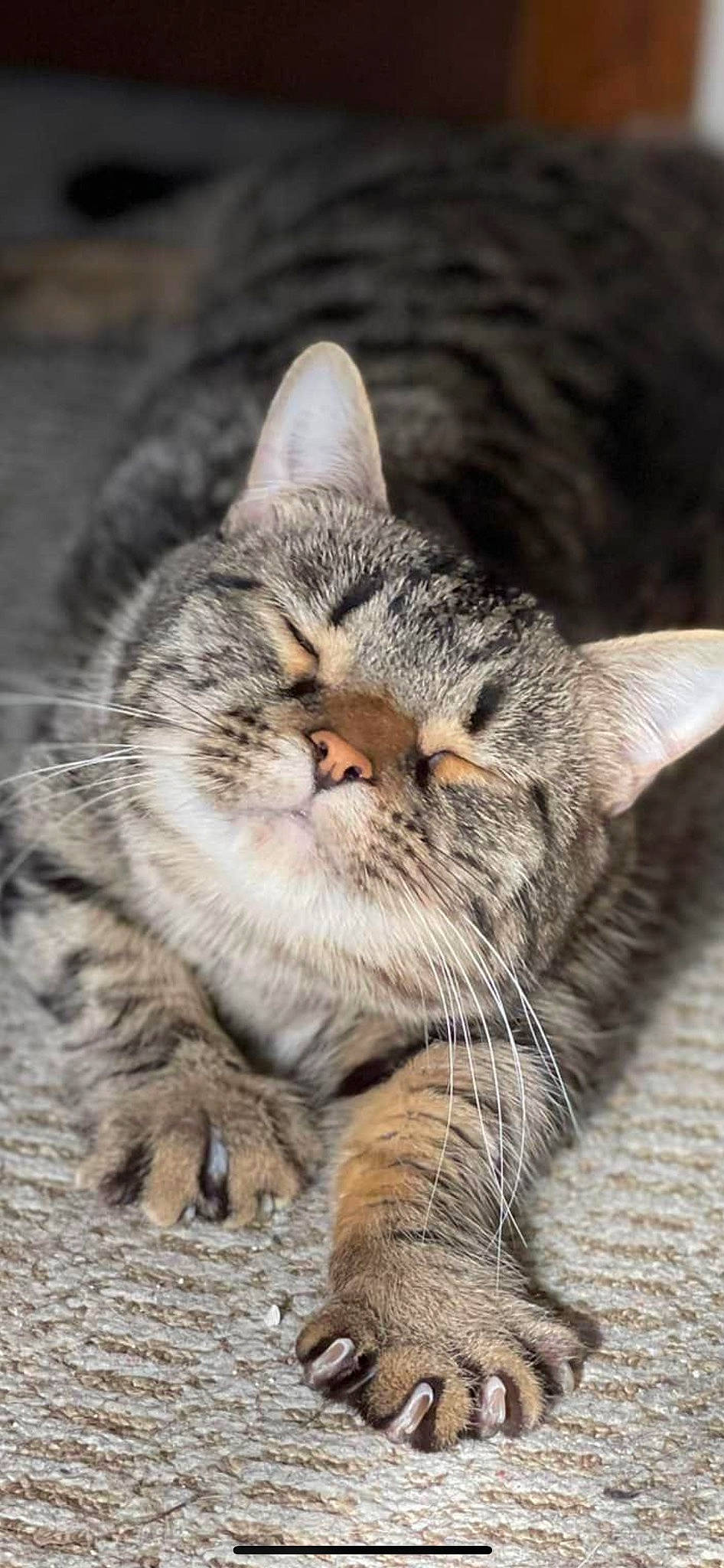 Pocket is registered to the contest to win money with this photo: carnivore, cat, claw, domestic_short_haired_cat, eye, fawn, felidae, fur, lynx, paw, sand, small_to_medium_sized_cats, snout, tail, terrestrial_animal, tree, whiskers, wildlife, wood