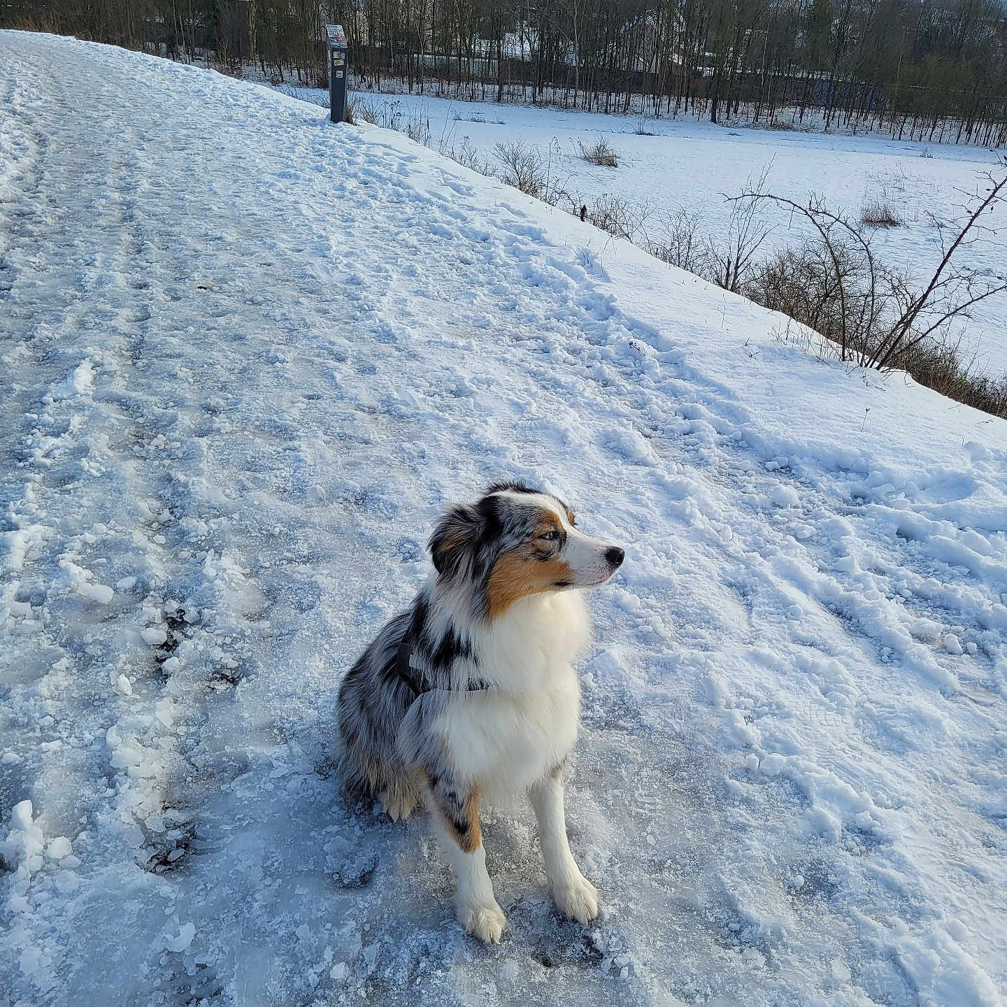 Tokyo a rejoint le concours — aidez-le/la à gagner de superbes lots ! animal, canine, collie, dog, husky, ice, land, nature, outdoors, pet, plant, puppy, scenery, sky, snow, soil, tree, vegetation, weather, winter