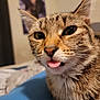 Bramble joined the competition — help win amazing prizes! cat, tabby, animal, pet, close_up, indoor, tongue_out, whiskers, fur, curious, cute, mammal, face, portrait, feline, domestic_animal, eye, nose, soft_focus, cozy